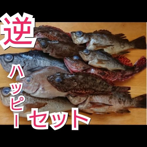 アカメバルの釣果