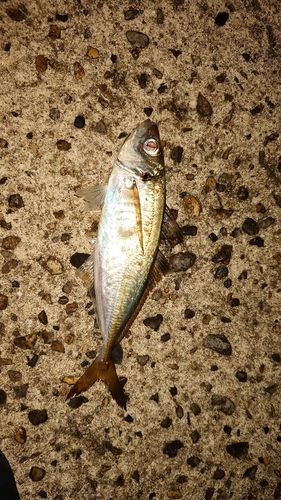 マアジの釣果