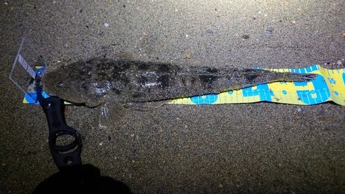 マゴチの釣果
