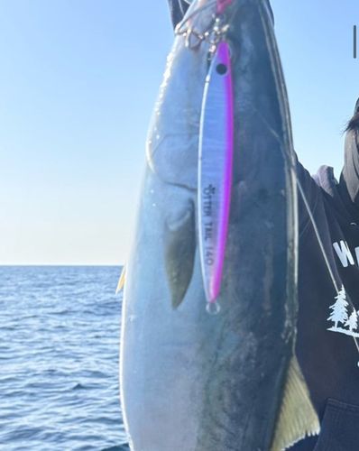 ブリの釣果