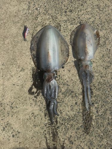 アオリイカの釣果