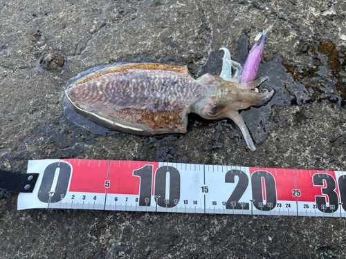 コウイカの釣果