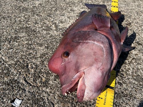 コブダイの釣果
