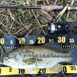 ラージマウスバス