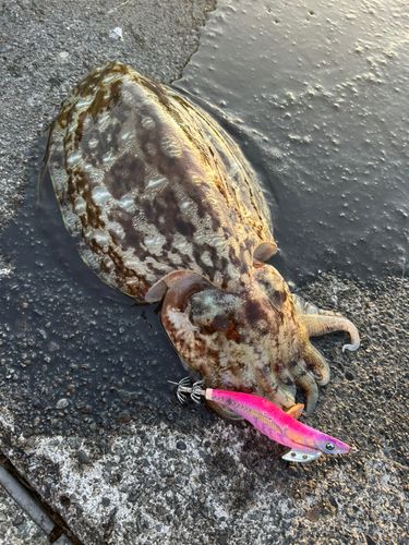 コウイカの釣果