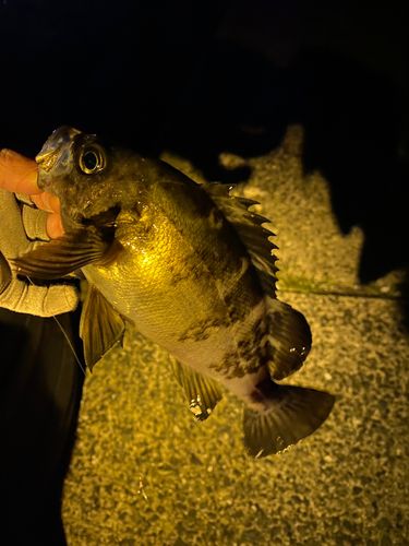 メバルの釣果
