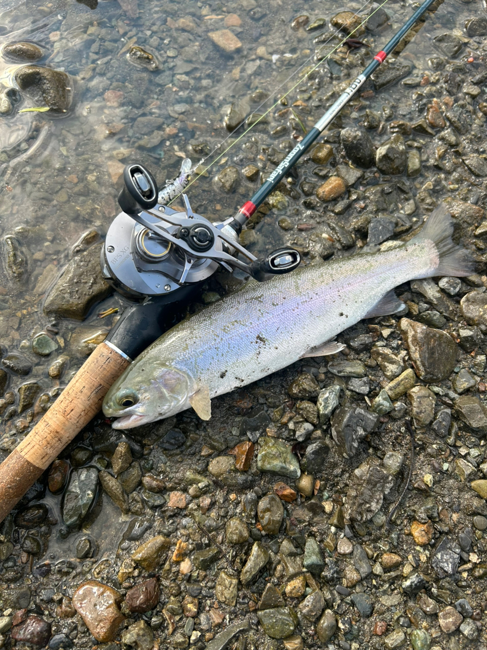 AbuGarcia ズームサファリ ZMSC-565Lの最安値・インプレ・釣果 AbuGarcia ズームサファリ ZMSC-565Lの最安値・インプレ・釣果