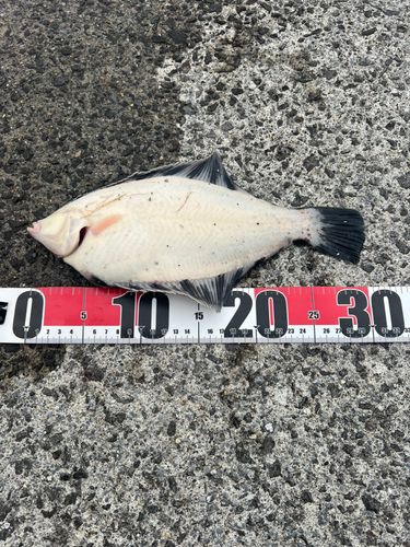 クロガシラガレイの釣果