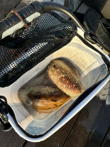 コウイカの釣果