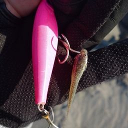 マゴチ