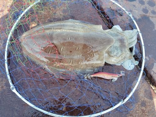 モンゴイカの釣果