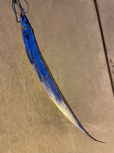 タチウオの釣果