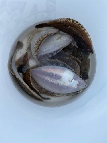 カレイの釣果