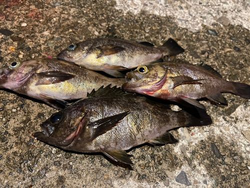 アオメバルの釣果