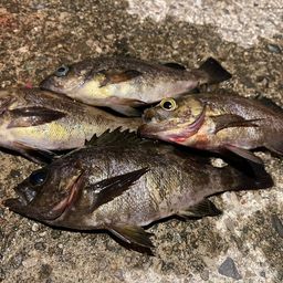アオメバル