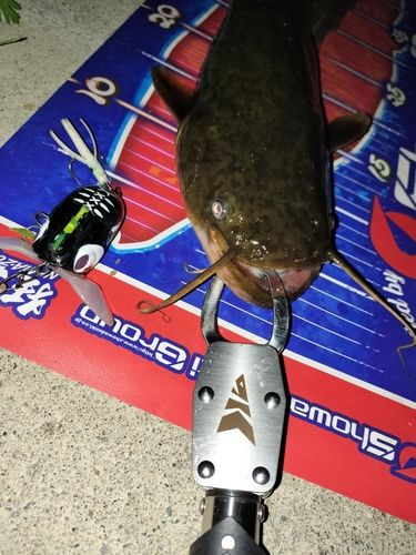 マナマズの釣果