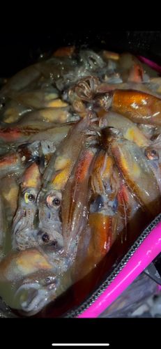 ホタルイカの釣果