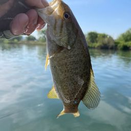 スモールマウスバス