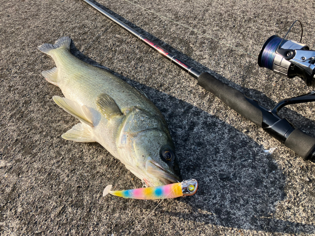 SHIMANO 23ヴァンキッシュ 4000MHGの最安値・インプレ・釣果