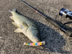 スズキの釣果