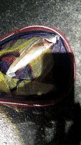 セイゴ（マルスズキ）の釣果