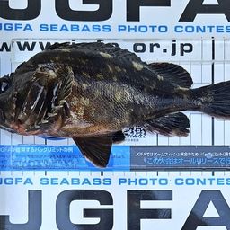 カサゴ