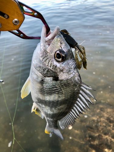 キビレの釣果
