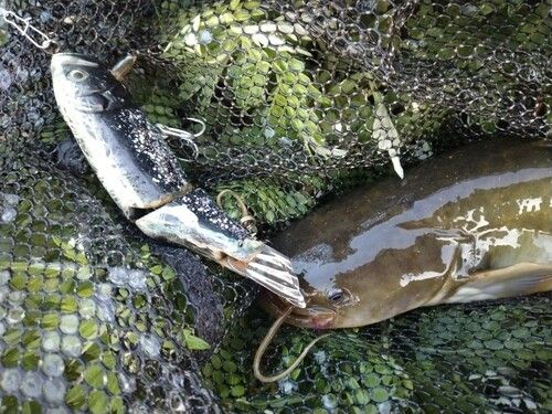 マナマズの釣果
