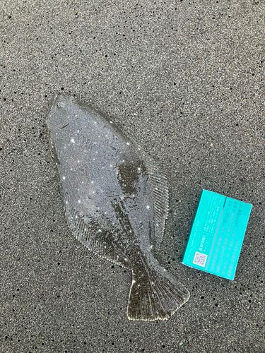ソゲの釣果