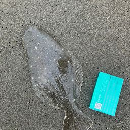 ソゲ