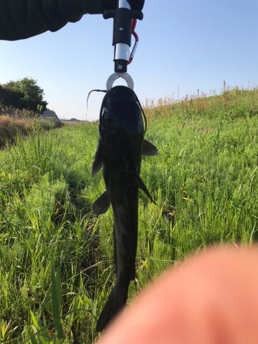 アメリカナマズの釣果
