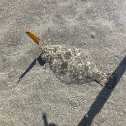 ソゲ