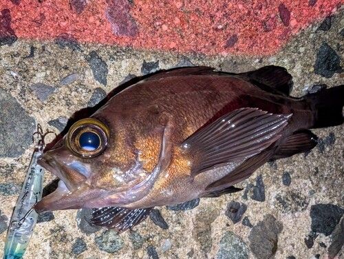 メバルの釣果