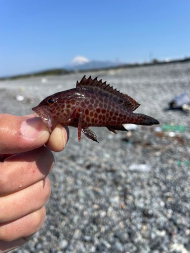 オオモンハタの釣果