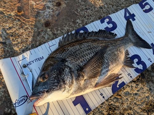 クロダイの釣果