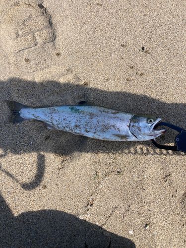 サクラマスの釣果