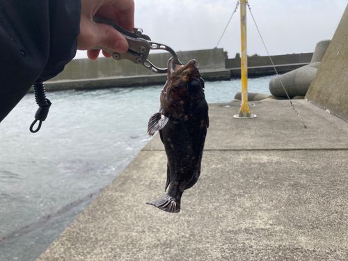 オウゴンムラソイの釣果