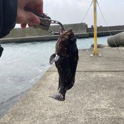 オウゴンムラソイ