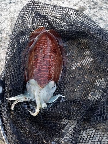 コウイカの釣果