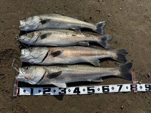 スズキの釣果