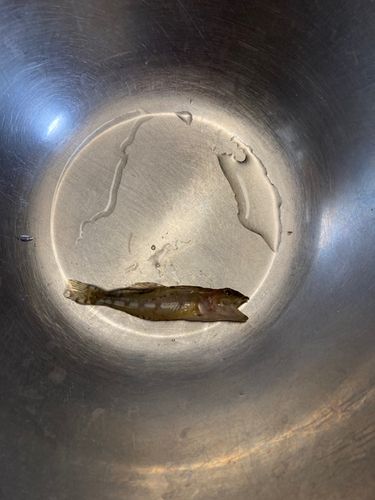 アサヒアナハゼの釣果