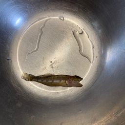 アサヒアナハゼ