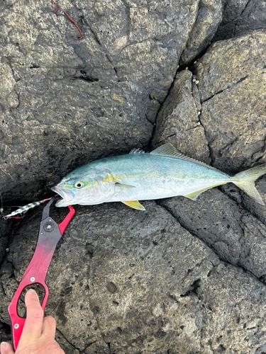 フクラギの釣果