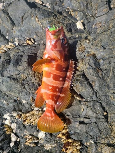 アカハタの釣果