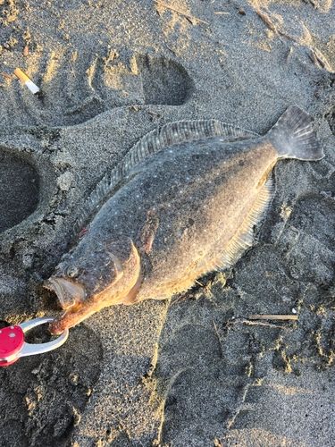 ヒラメの釣果