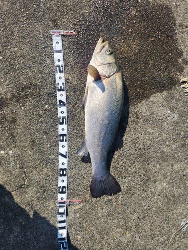 ハクラ（ヒラスズキ）