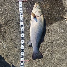 ハクラ（ヒラスズキ）