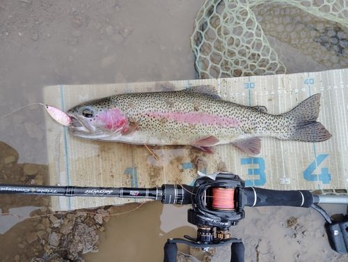 ニジマスの釣果