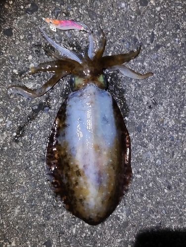 アオリイカの釣果