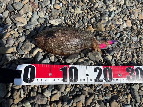 コウイカの釣果